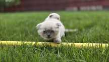 British shorthair pui