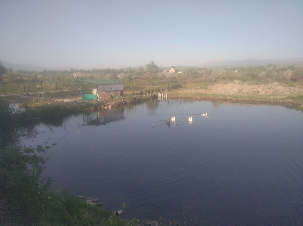 Сдаётся Водоём Для Разведения Рыбы