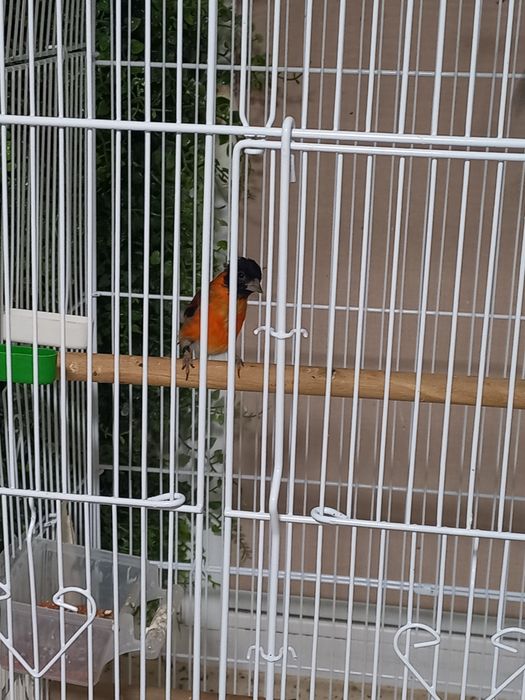 Pasare exotica și canari