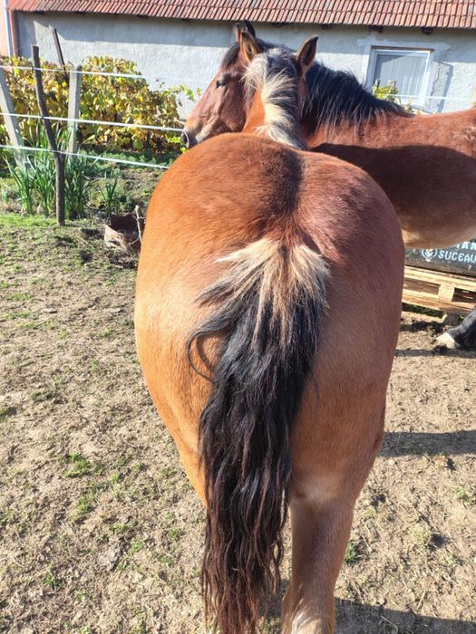 De vânzare mânză blând