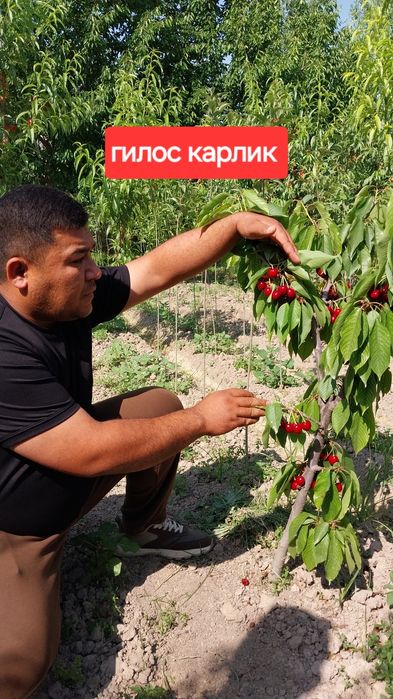 Карликивий пинкилидин интенсивный кучатлар сотувда