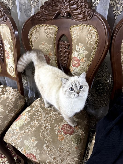 Вязка красивого кота серебристый шиншила