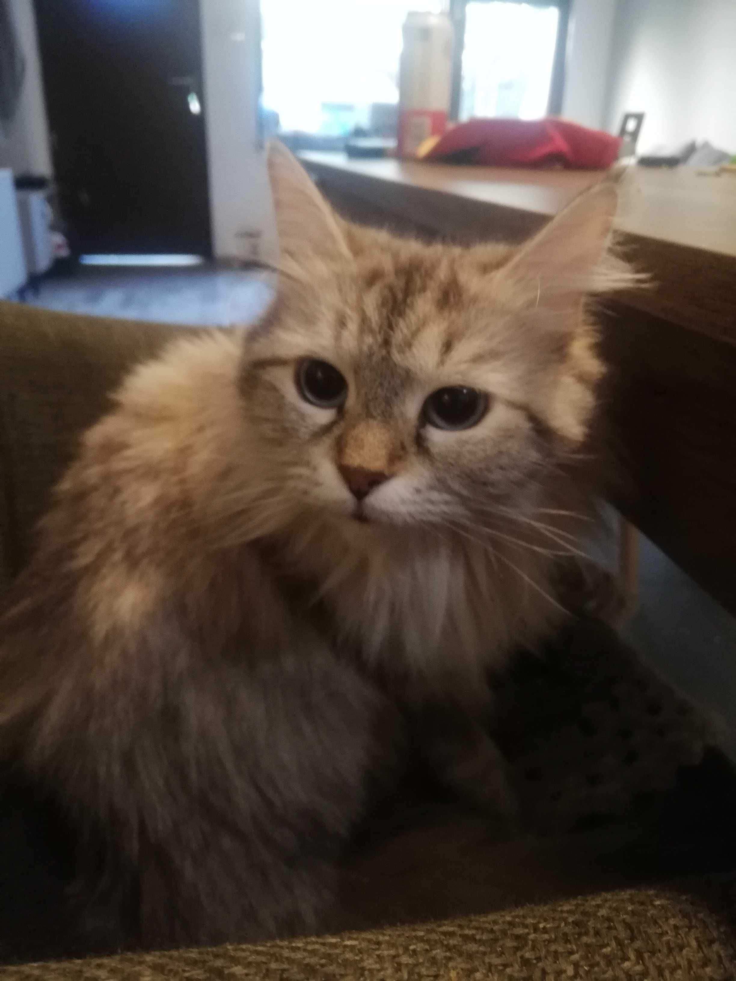 Невска Маскарадна котка
