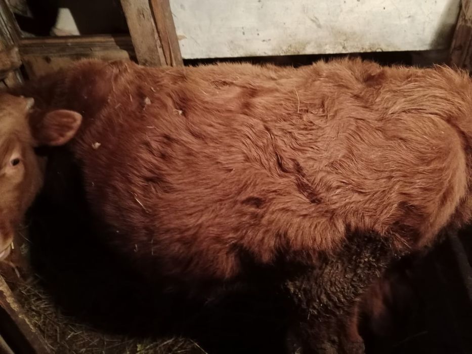 Теленок мальчик.  1 год