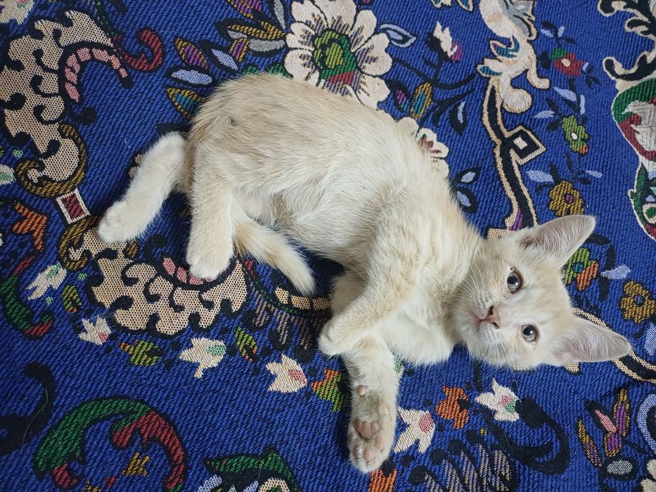 Котёнки азиатской табби,