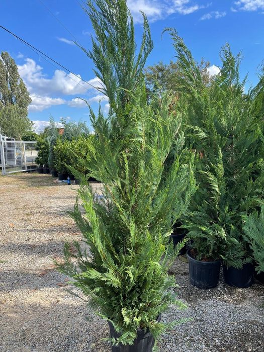 Leylandy toate dimensiunile calitate extra