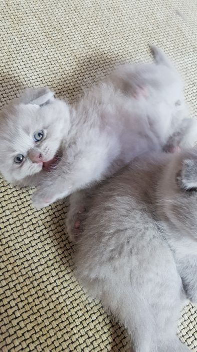 Продаются Шотландские чистокровные котята