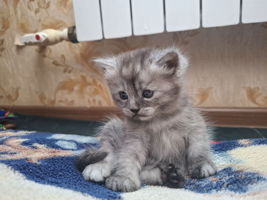 Мушуларимз сотилади