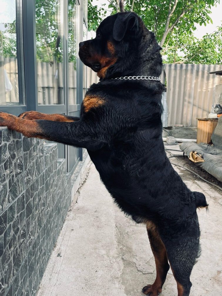 Ищу невесту, для вязки