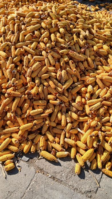 Vand o remorca   cucuruz