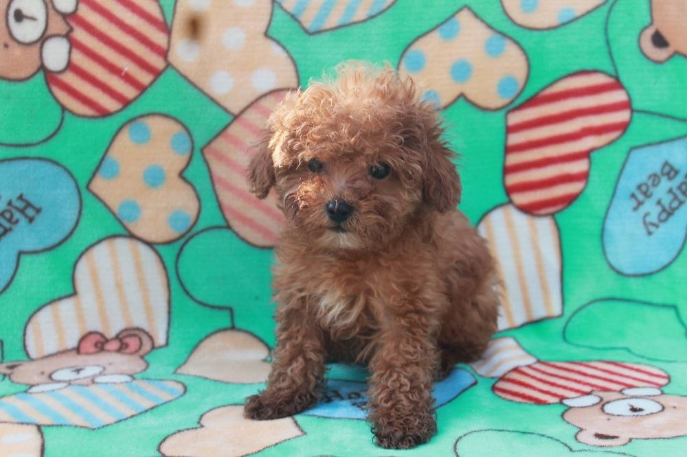 Эксклюзивная девочка,мальтипу F1, супер мини