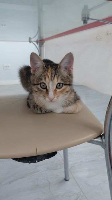 Отдам кошечку 5 месяцев в добрые руки