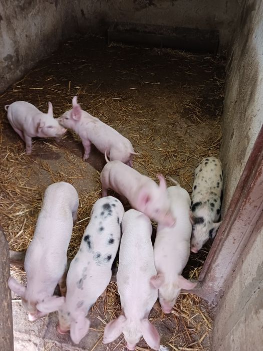 Păsări de obor Crescute natural