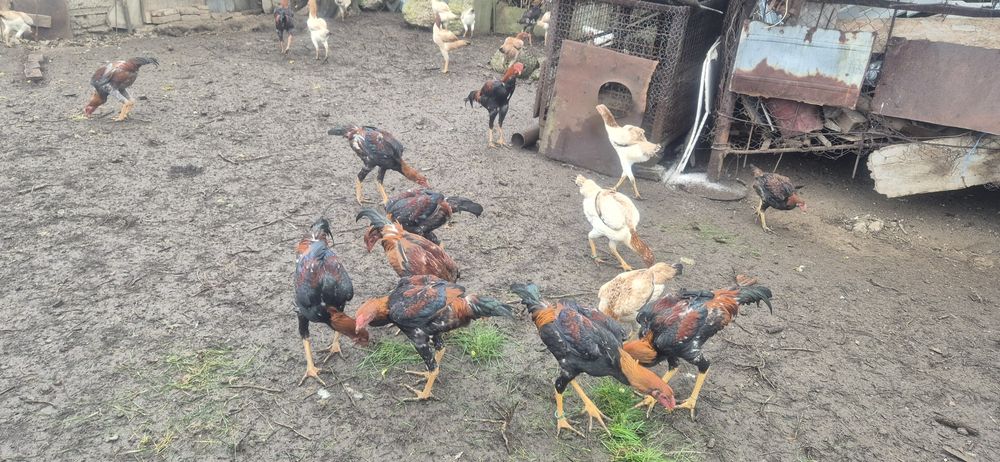 Cocosi malaezieni 2025