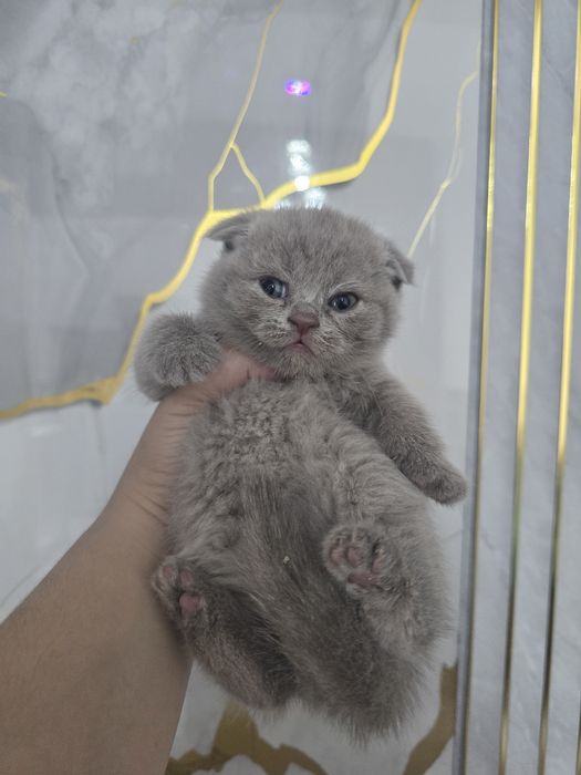 Шотландский фолд девичка и