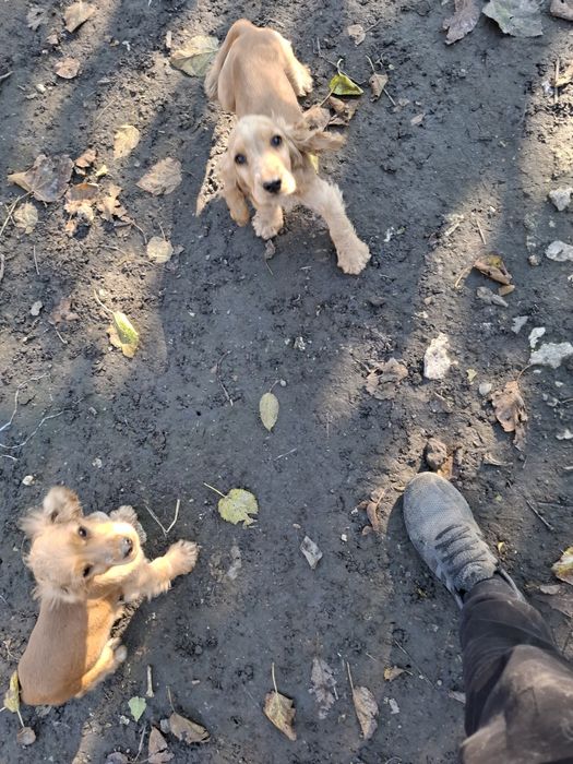 Кученца английски кокершпоньол