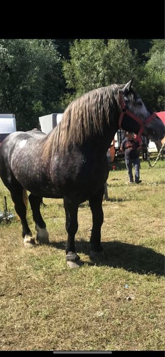 Vand sau schimb armasar sur