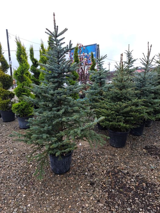 Vand brazi la ghiveci