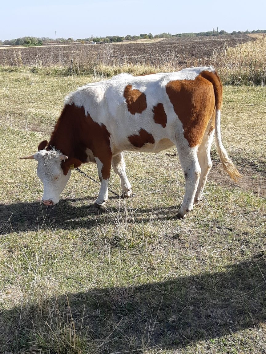 Se vând 3 junici si o vaca