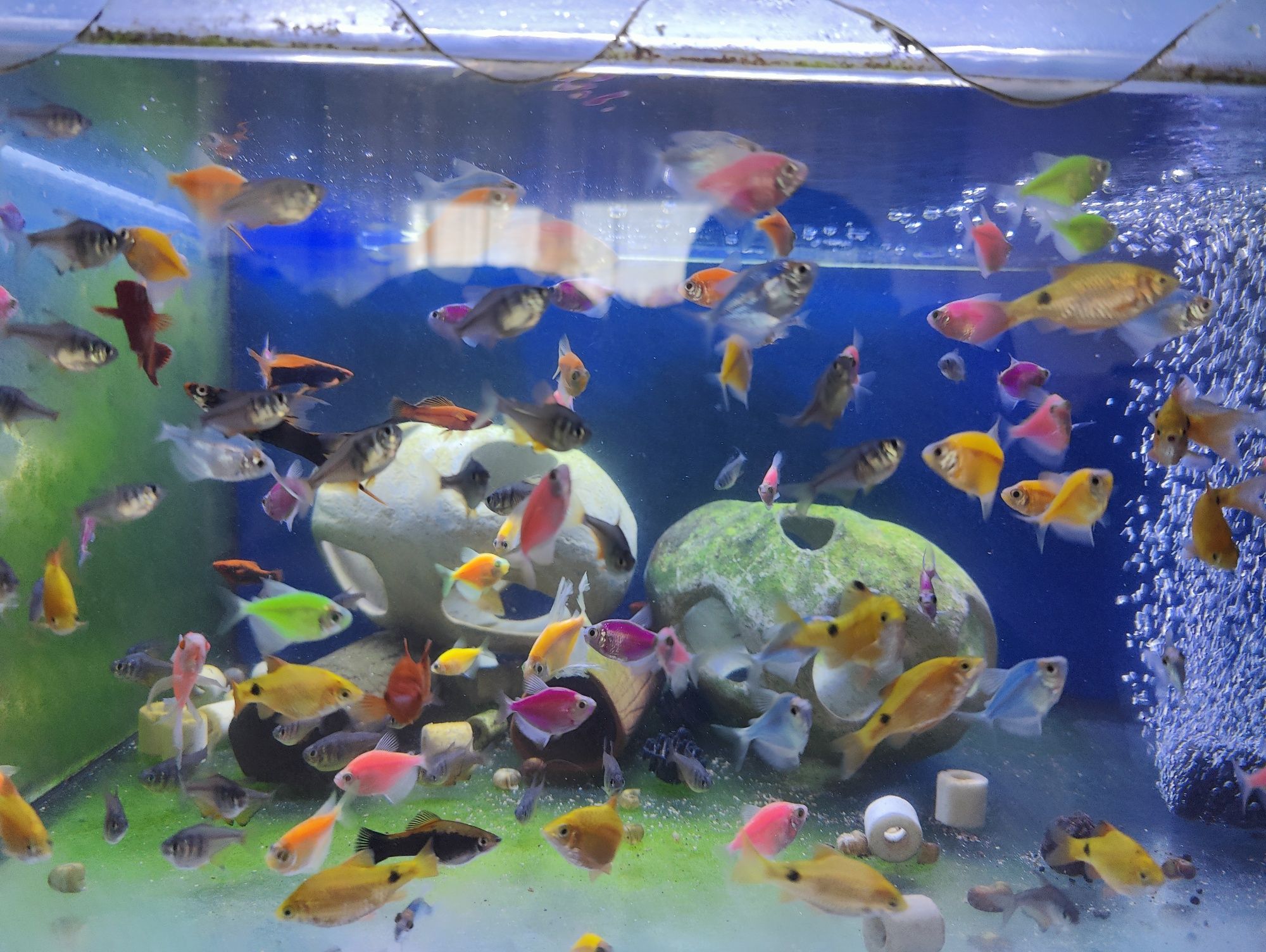 Pesti  acvariu diverse specii