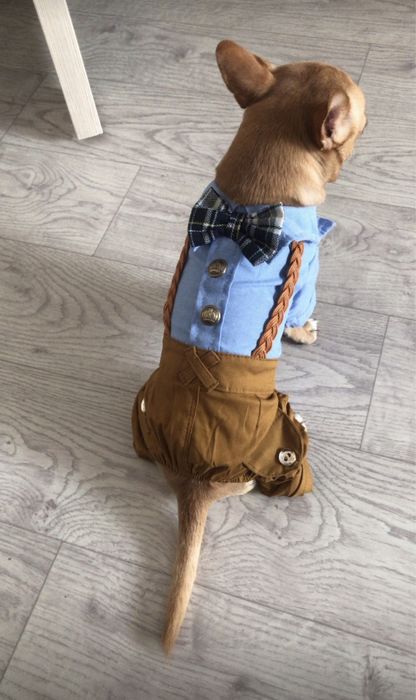 одежда для собаки