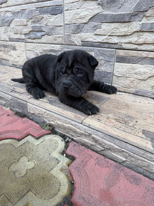 Fetita shar pei/sharpei
