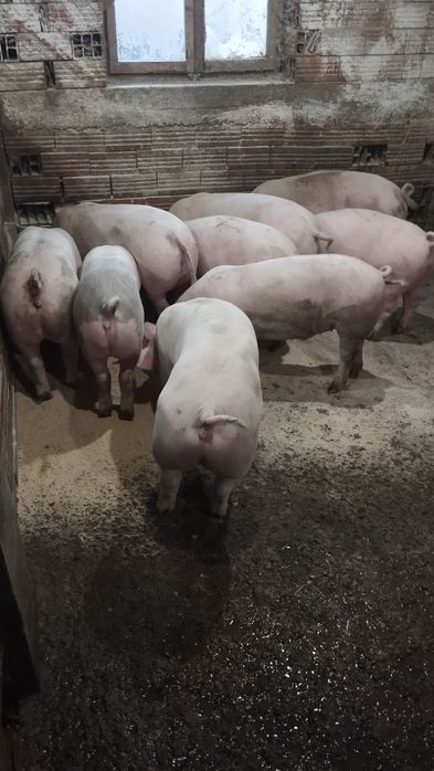 Продавам прасета