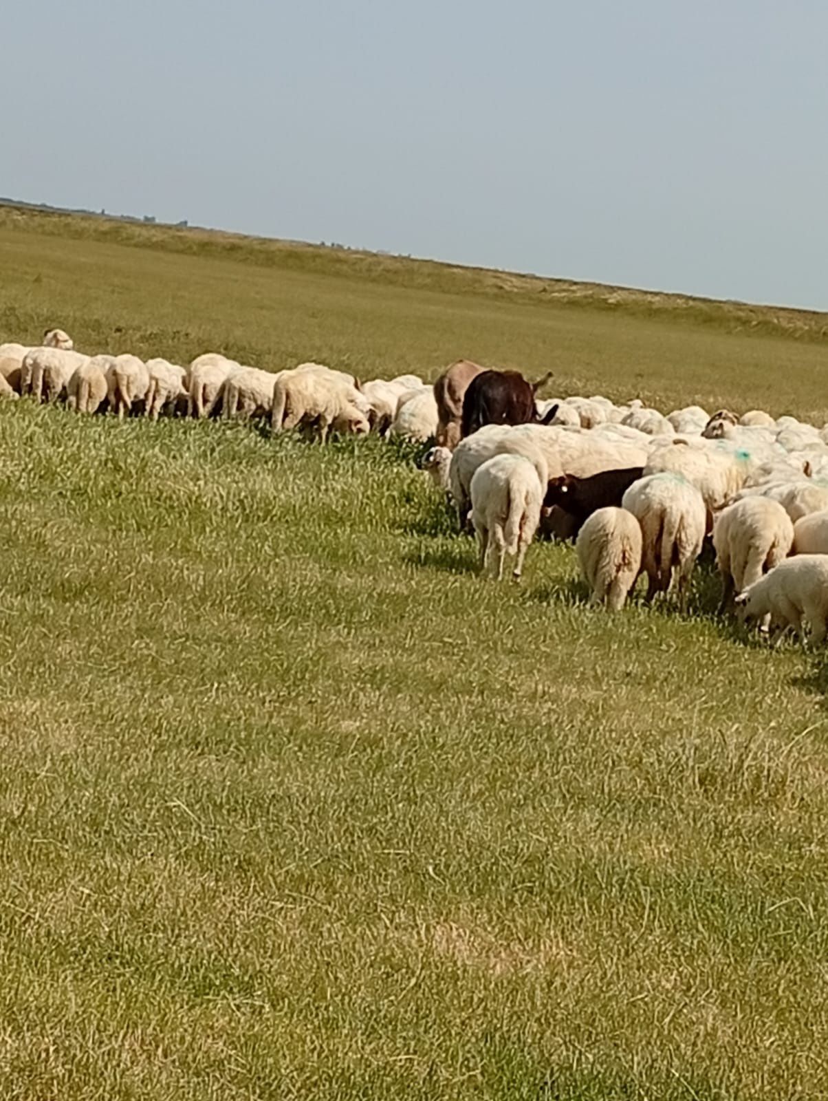 Vând un măgar și o măgăriță sau schimb cu oi de carne !