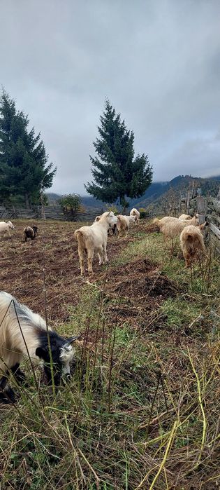 Capre de rasa gestante