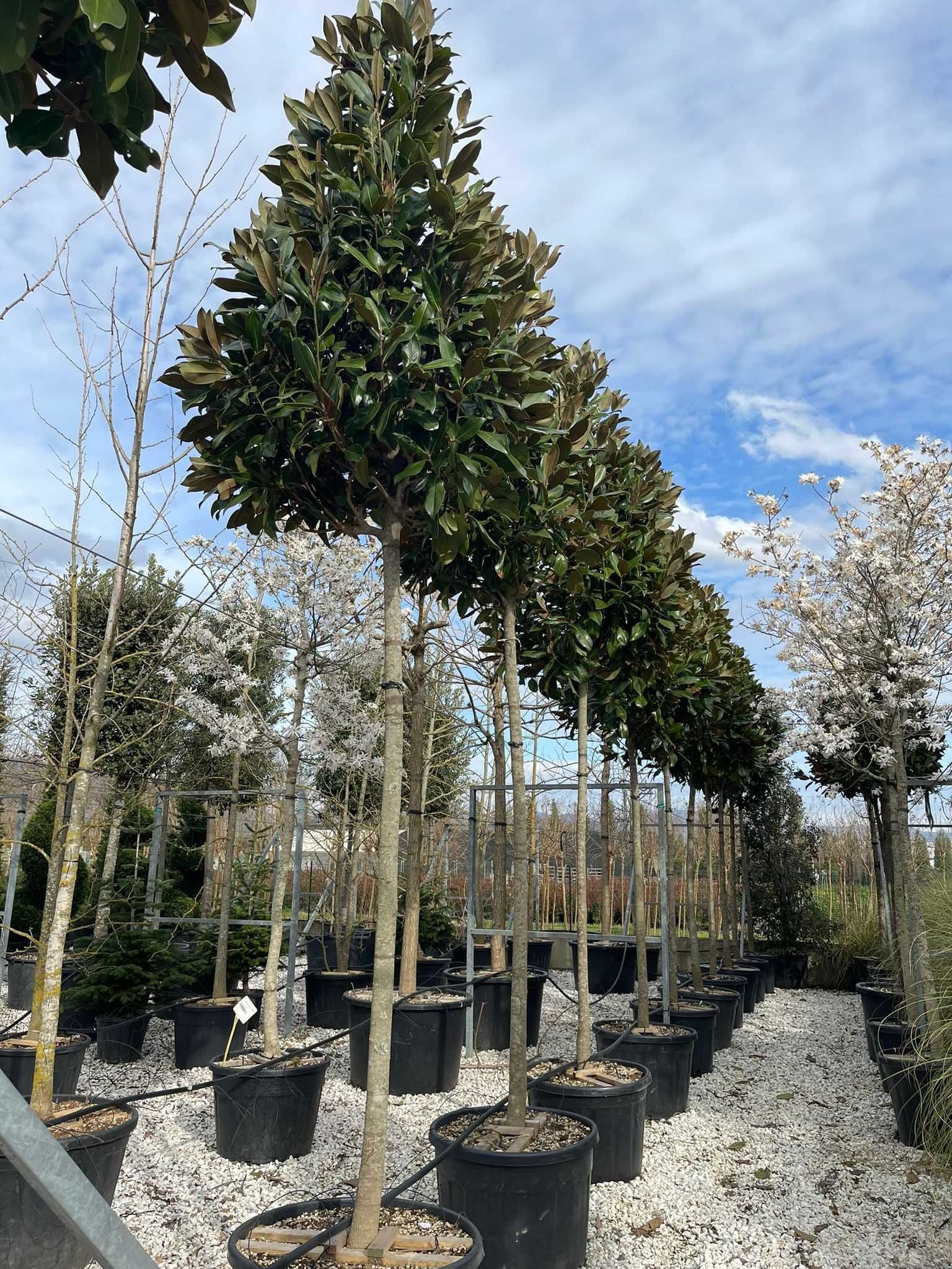 Bambus, Illex, Tuia Smaragd, Catalpa, Magnolia, Plante Ornamentale