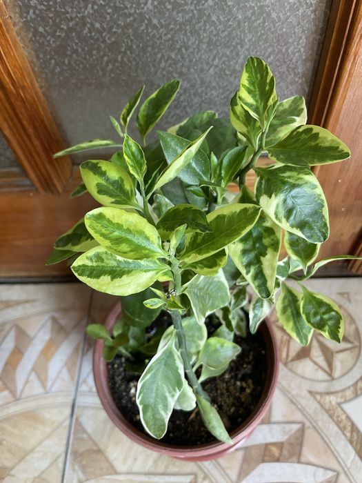 Домашние ростения