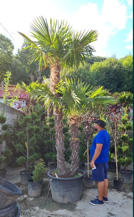 Vand Palmieri Trachycarpus Fortunei. Prețurile de producător