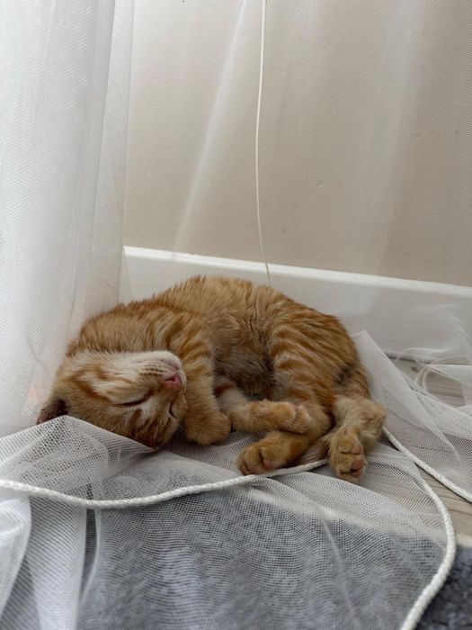 Котенок мальчик рыжий