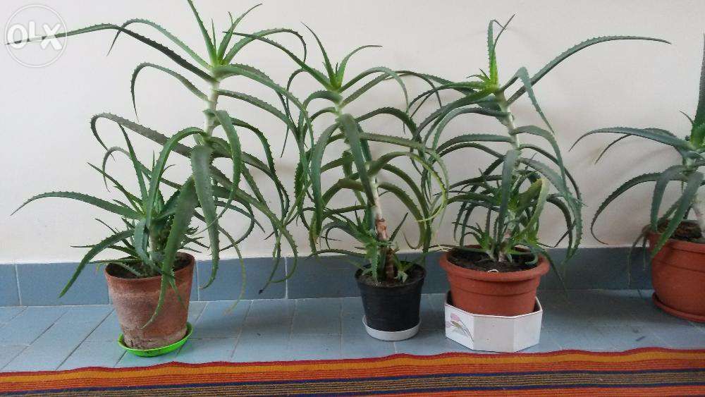 Planta in ghiveci Aloe Vera cu maturitate de peste 5 ani si 60-70 cm.