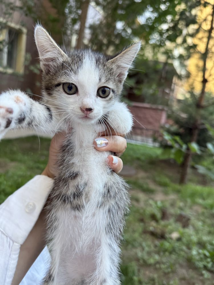 Отдам котёнка 2 месяца