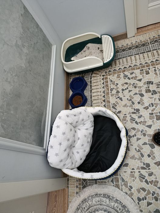 Zotdor Mushuk Sotiladi