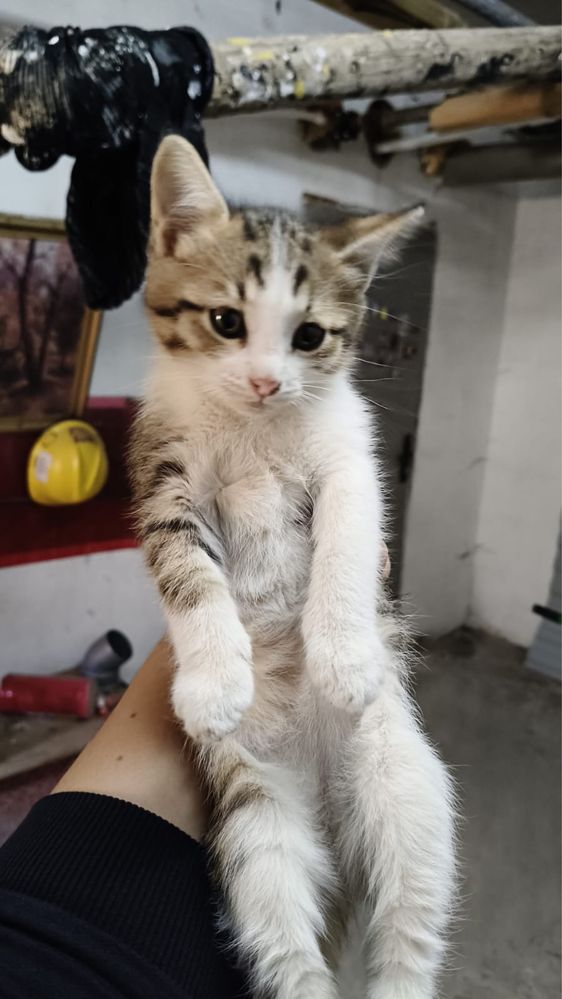 Бесплатно отдам котят.