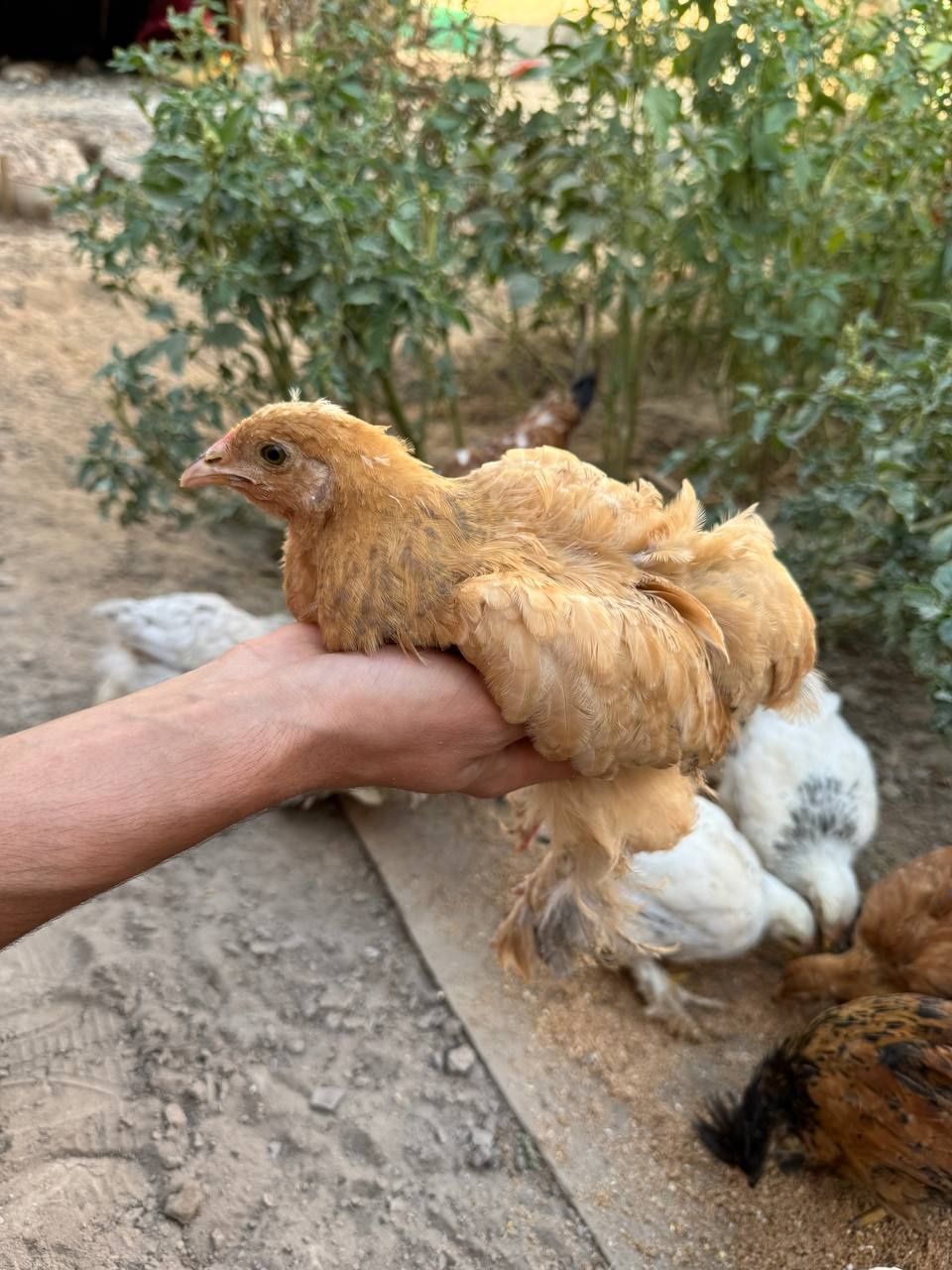 Brama jo‘jala sotilodi