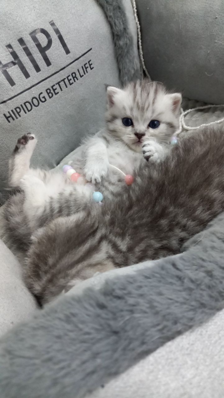 Продаются котята шотландской породы