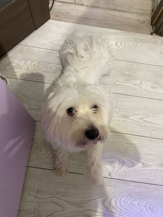 Donez bichon unei familii bune