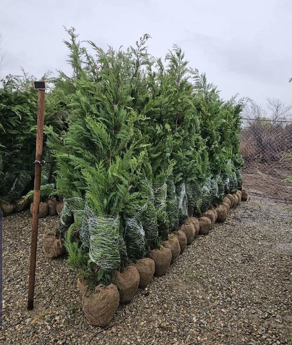 Leylandii 2.5m - 3m gard viu verde veșnic natural/ calitate premium