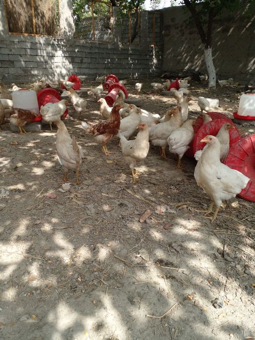 Tovuqlar (sertuxum sendi) sotiladi