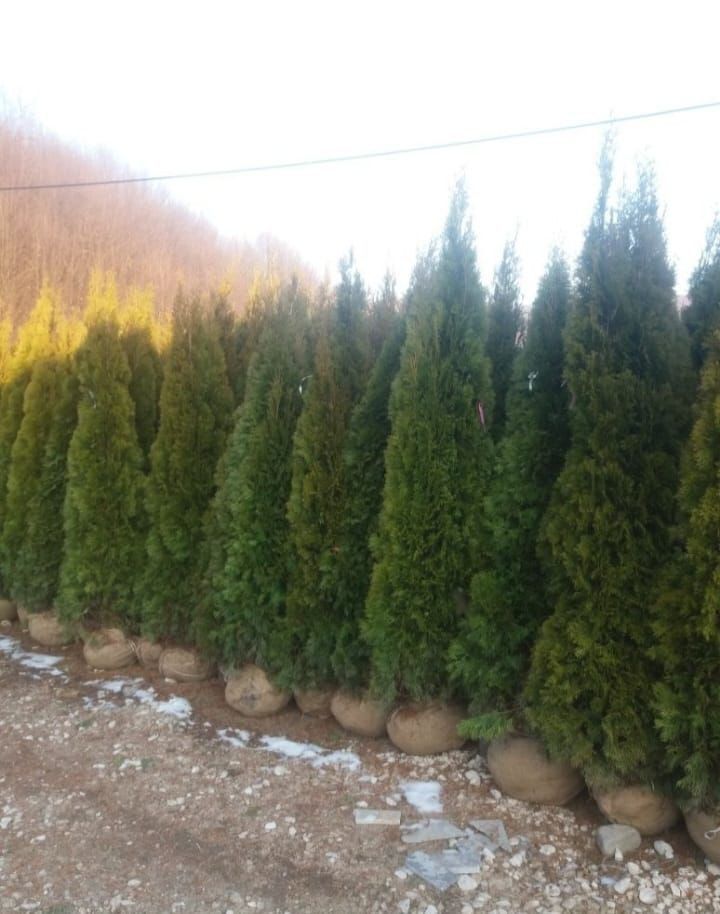 Vand si montez gazon rulou si plante ornamentale
