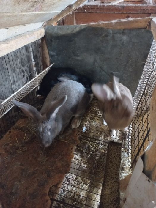 Iepuri de curte mari