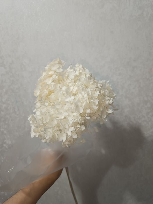 Натуральные Сухоцветы гортензии 
Высота 60 см