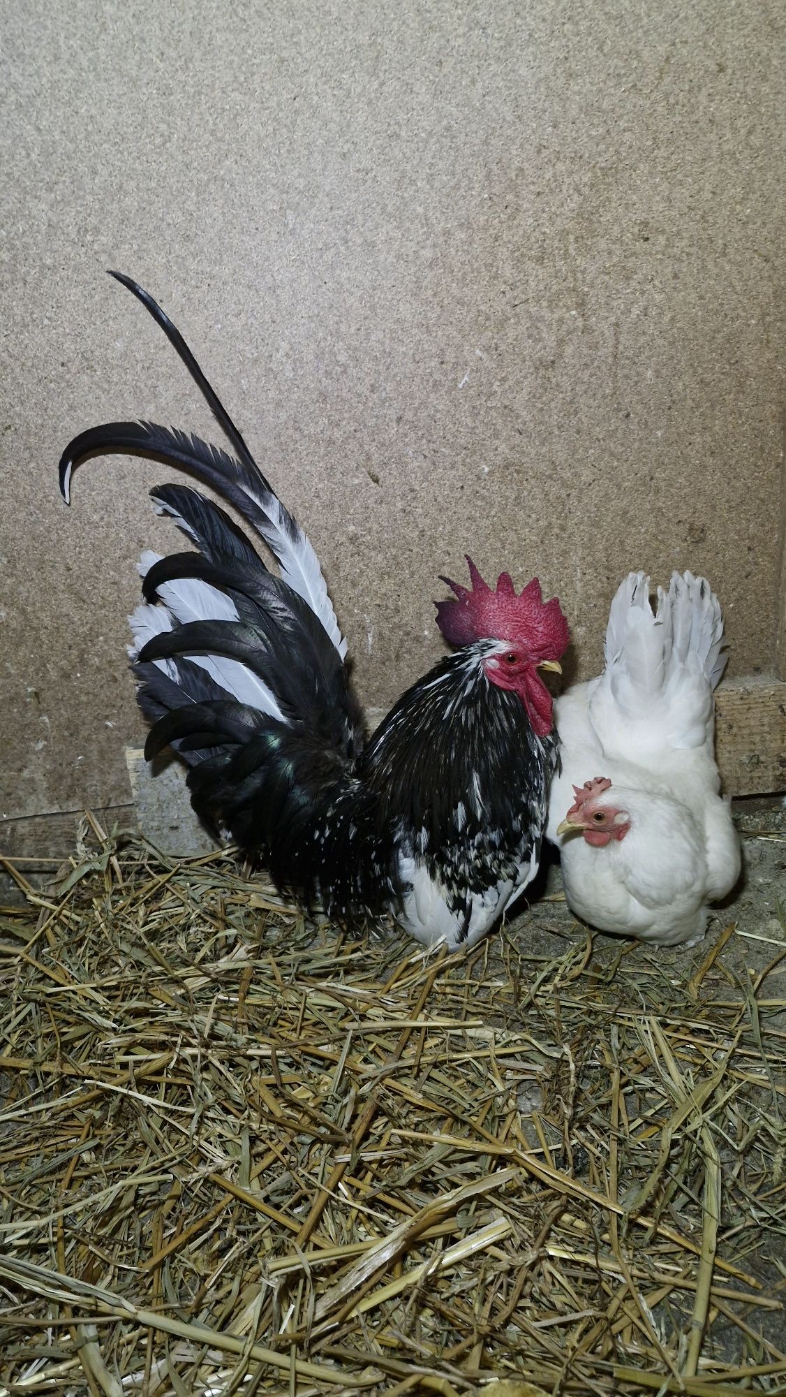 Chabo pereche /Chabo Cocos / Chabo Gainusa