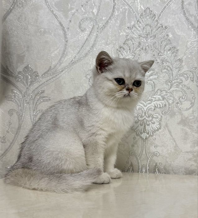 Серебристая шиншилла