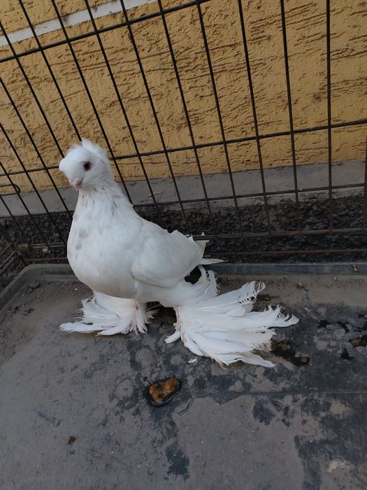 Голуби гульбадам №1