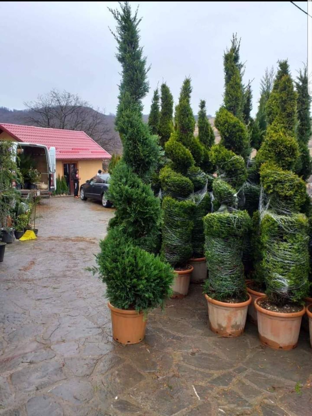 Tuia spirala ,smaragd, magnolia, mesteacan