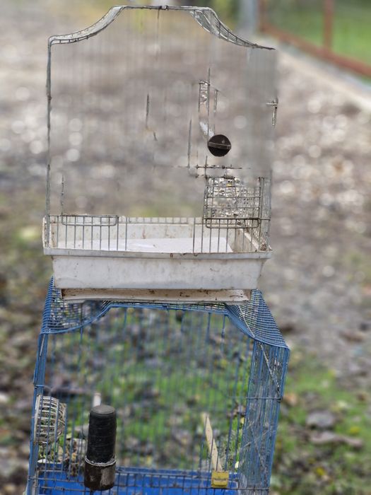 Vand colivi pentru pasarele